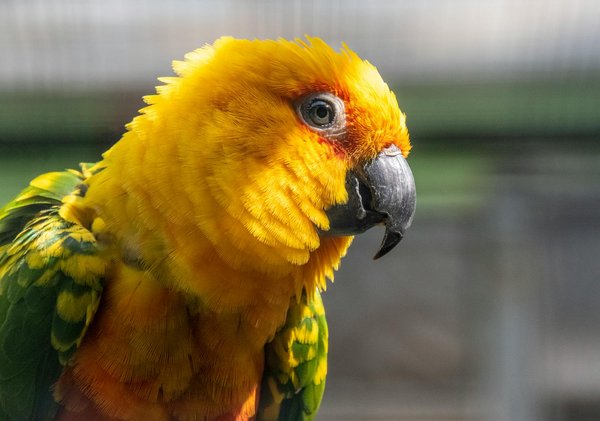 Effective Strategies for Managing Idiopathic Cystitis in Cats and Preventing Recurrence