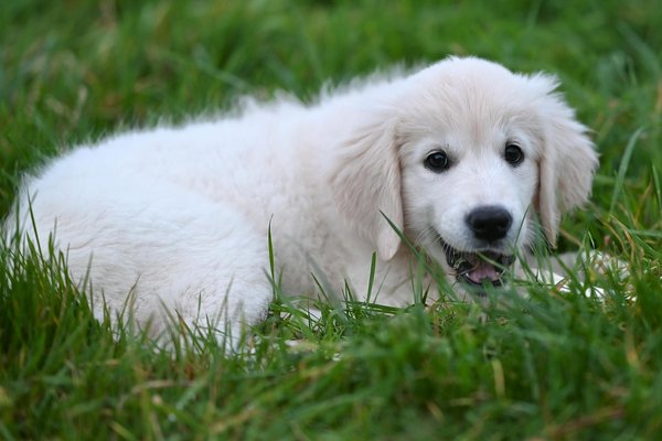 Is a standard tropical aquarium the perfect home for your axolotl?