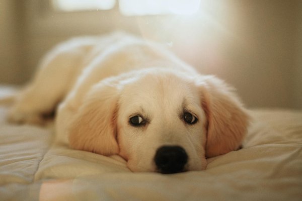 Boosting UK Farmers' Impact: Eco-Friendly Farming to Safeguard Barn Owl Habitats