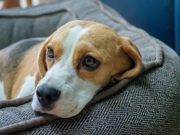 Essential guide to designing a healthy, nutrient-packed diet for your diabetic beagle: key tips for promoting their wellness